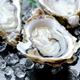 Image for article titled Point/Counterpoint: Are raw oysters gourmet or gag-inducing?